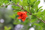 石榴花