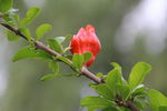 石榴花