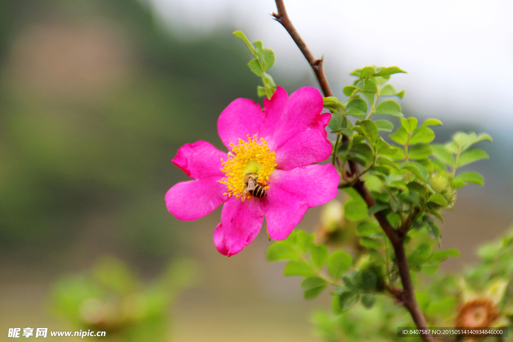 杜鹃花