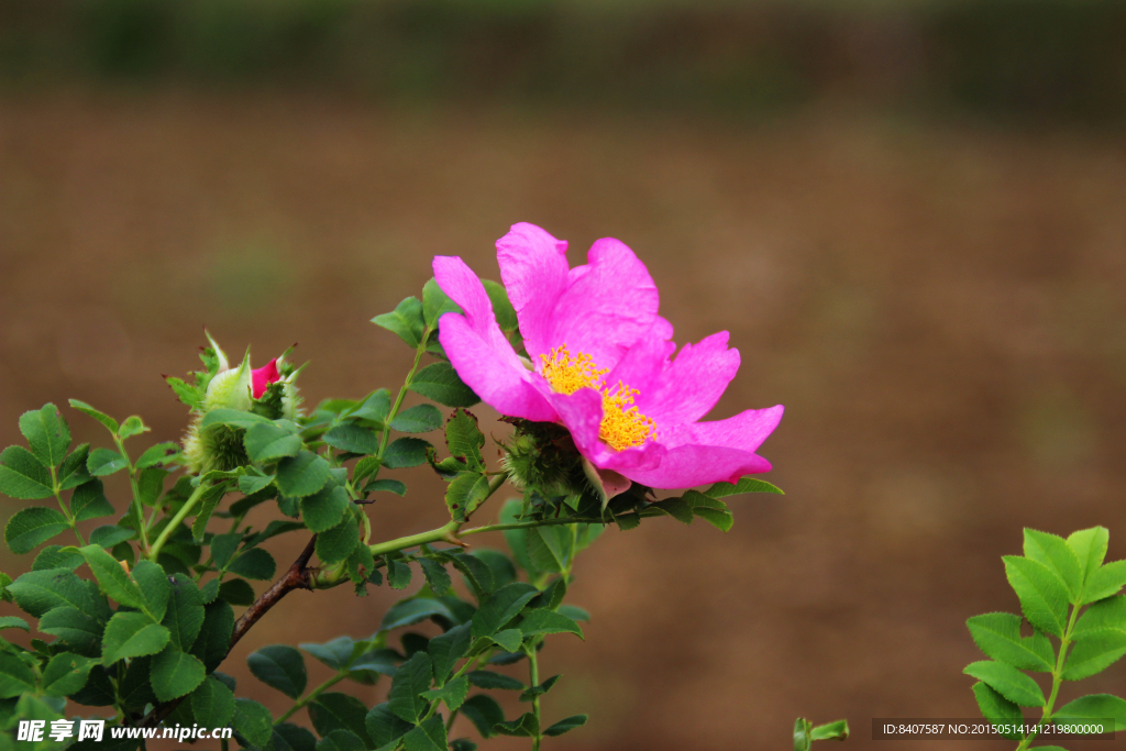 刺梨花