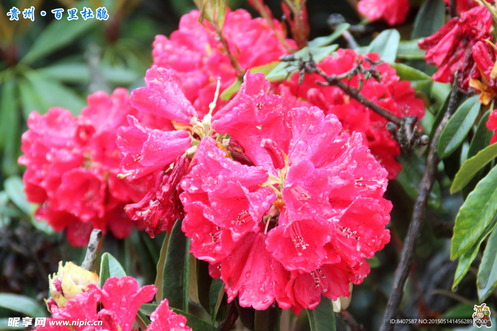 杜鹃花