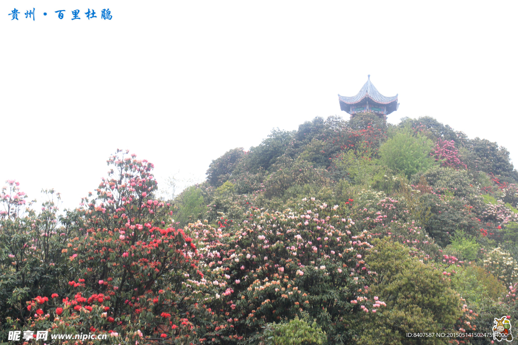 杜鹃花