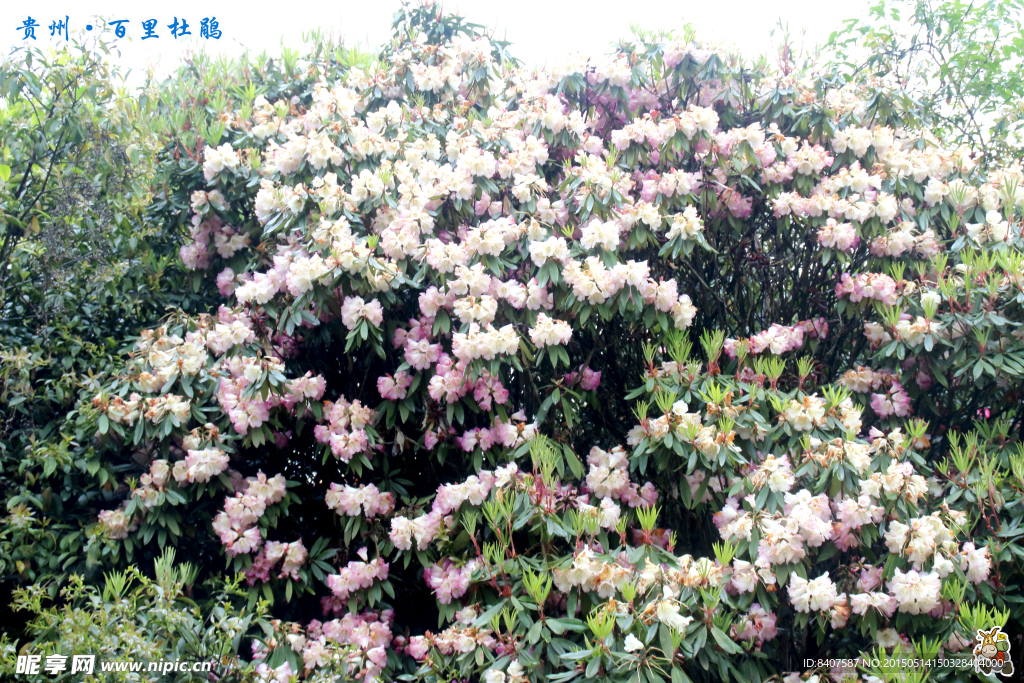 杜鹃花