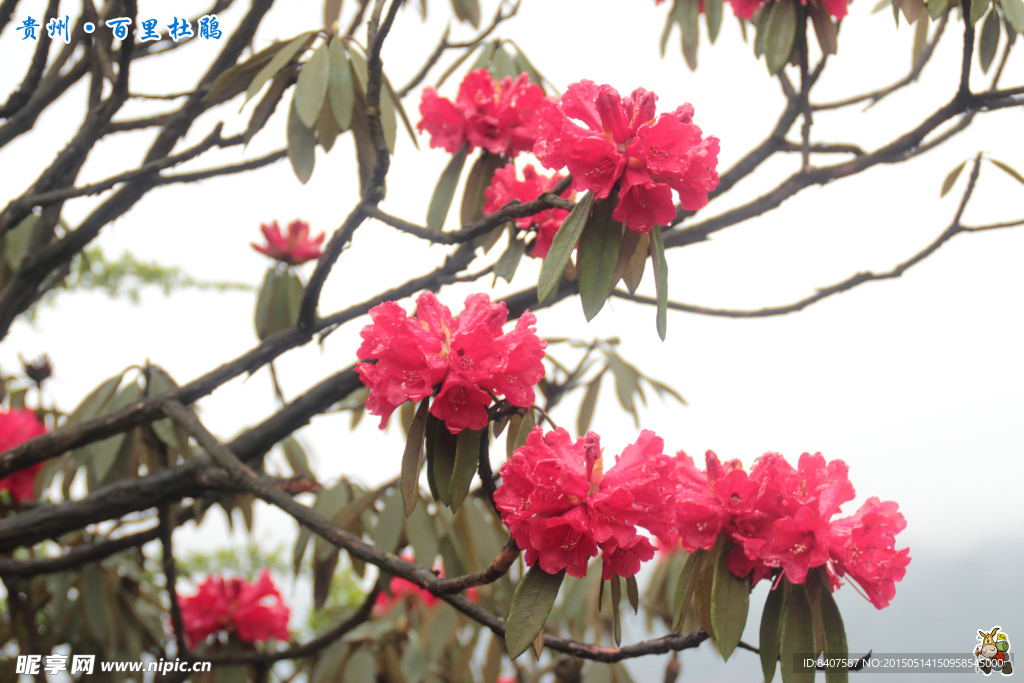 杜鹃花