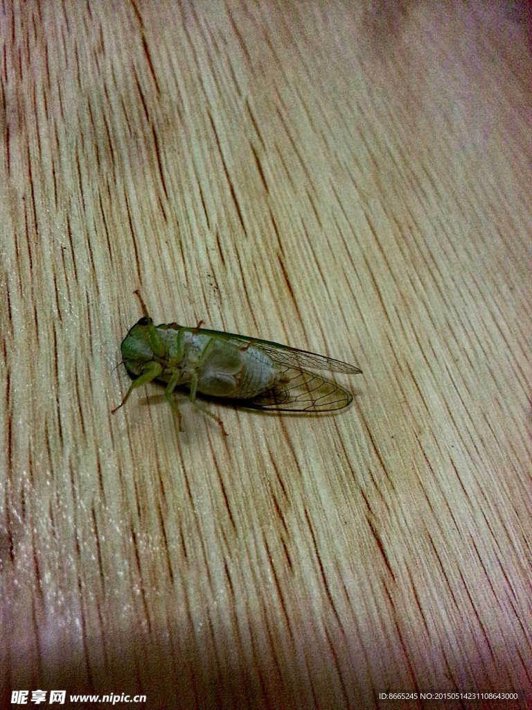 蝉