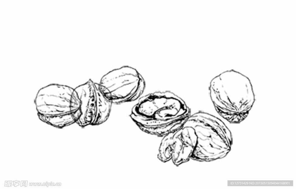 核桃线描