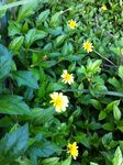 小黄花