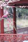 梅花吐芳