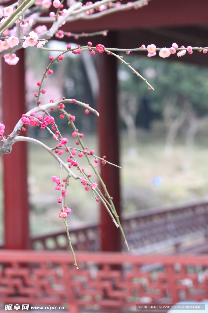 梅花吐芳