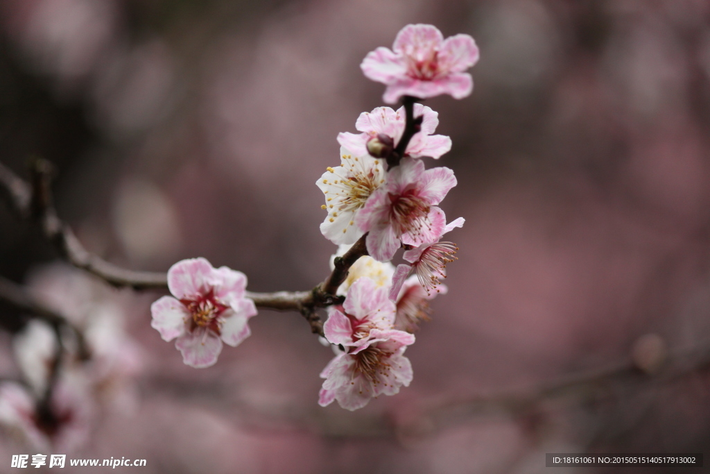 梅花