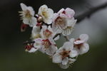 梅花