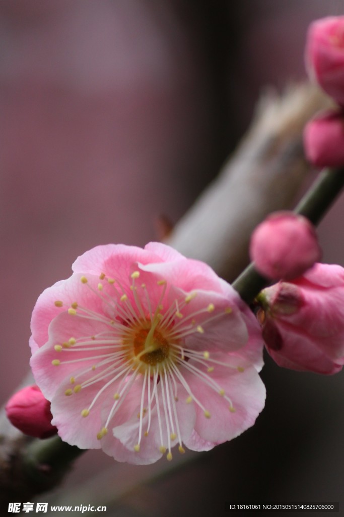 红梅