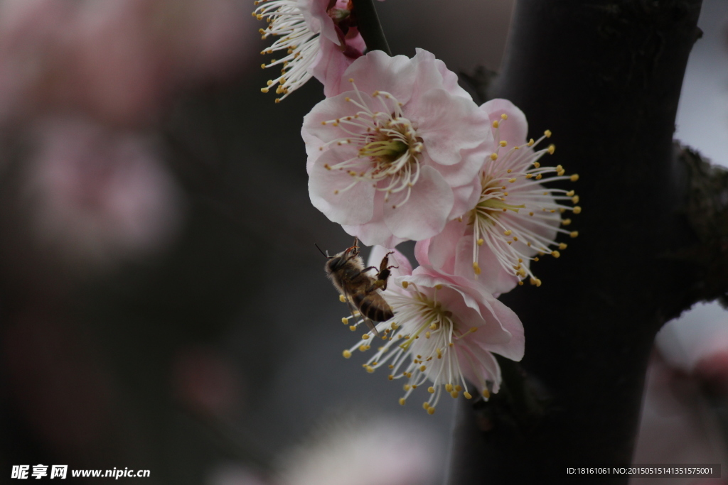 梅花