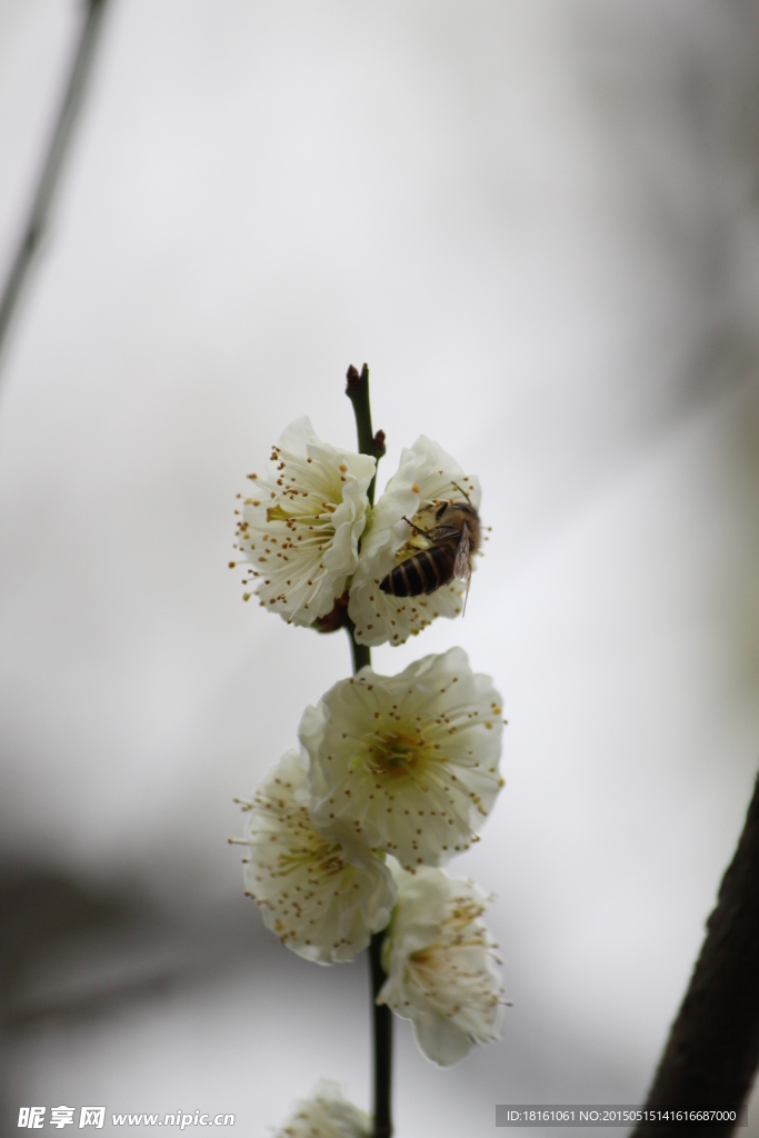 梅花