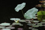 碧荷生幽泉