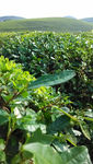 茶