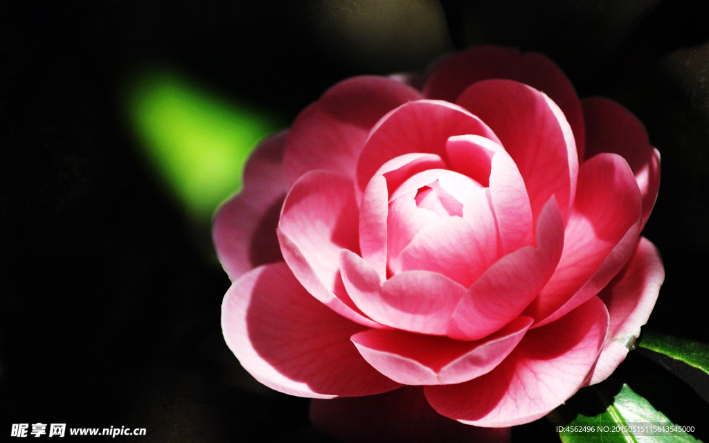 茶花