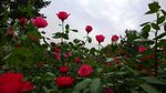 月季花