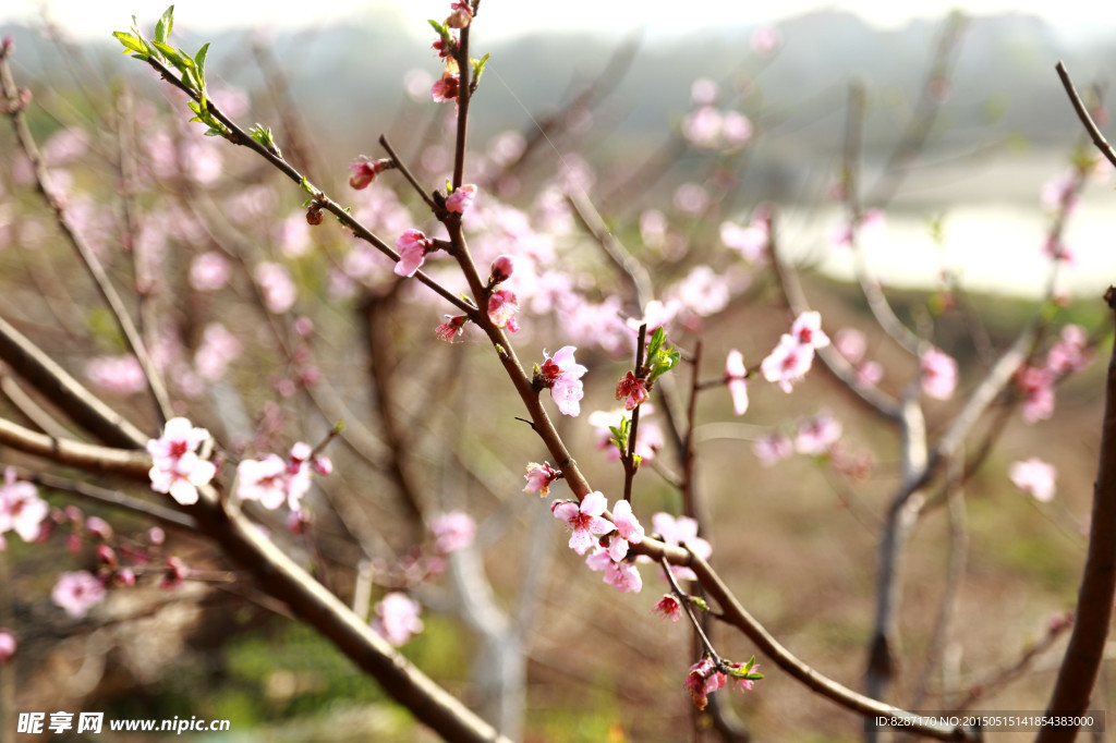桃花