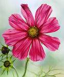 格桑花