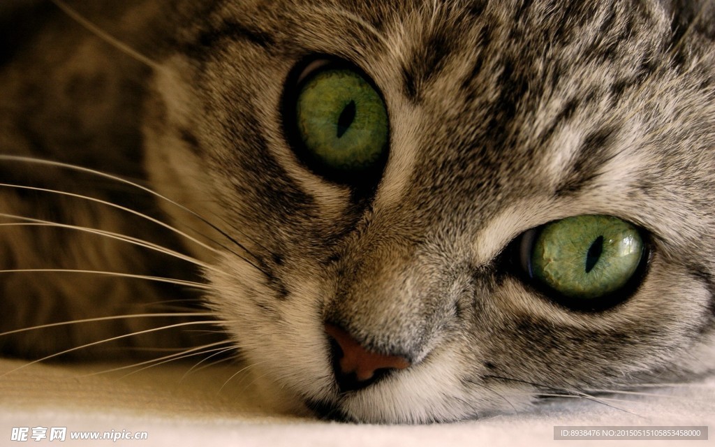 猫咪