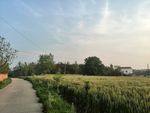 麦地