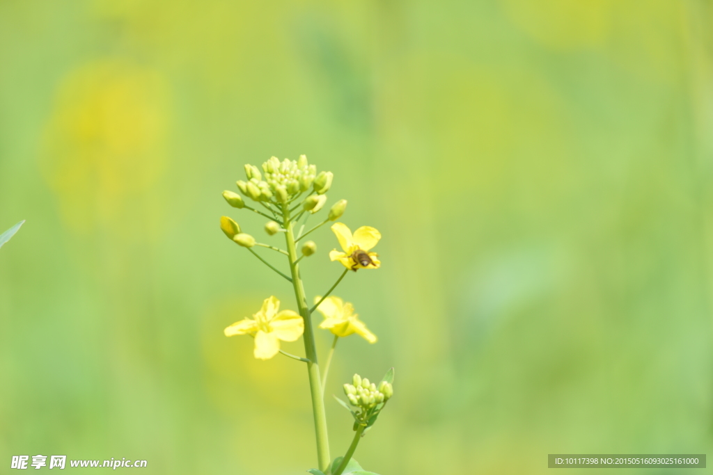 油菜花