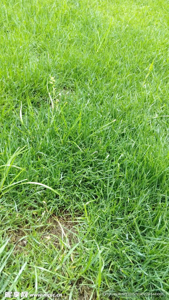 草丛