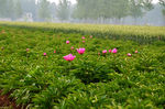白芍花