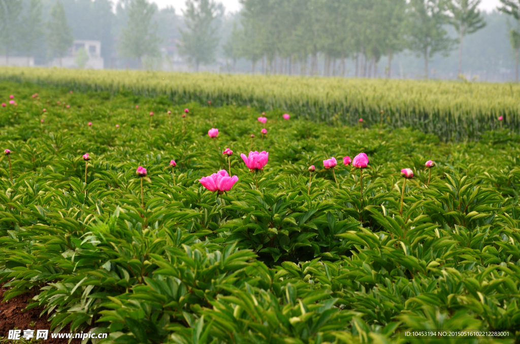 白芍花