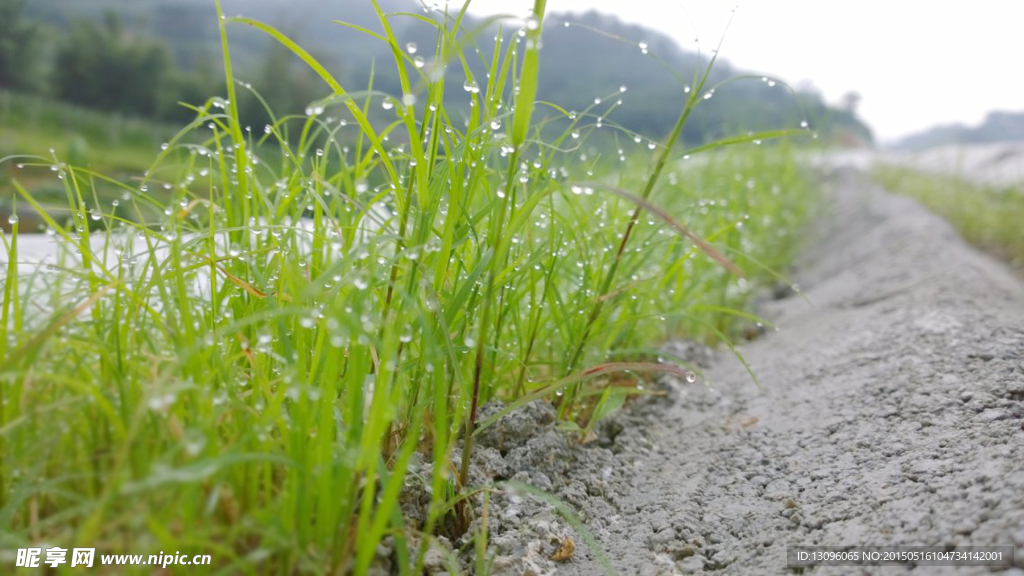 草