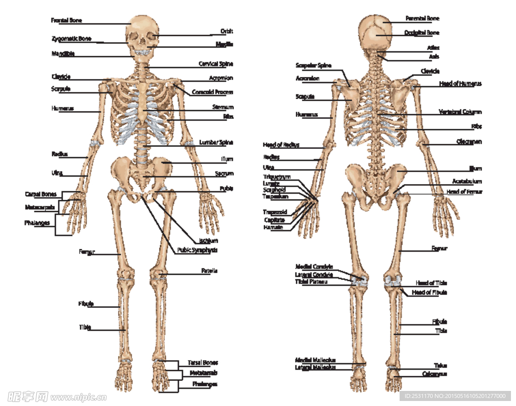 人类骨骼