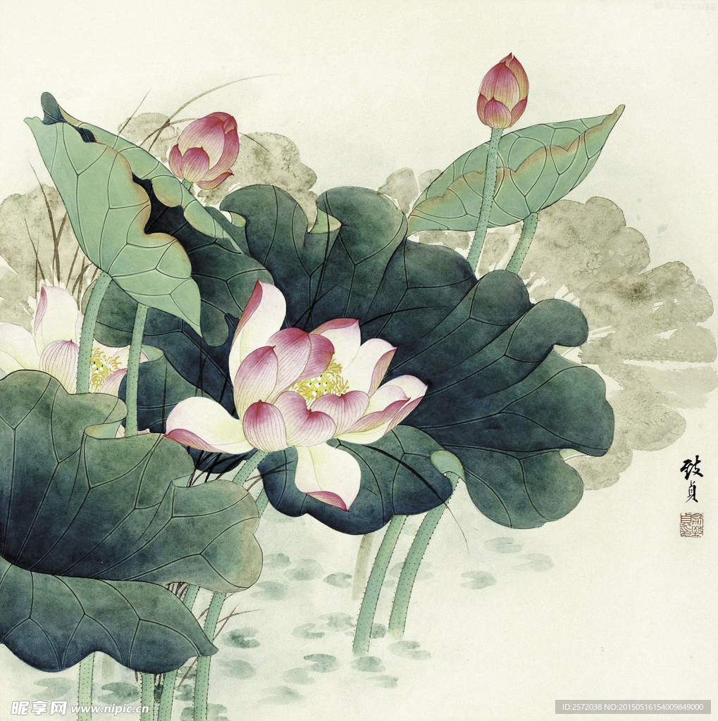出水芙蓉