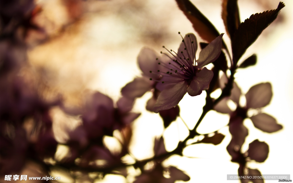 樱花