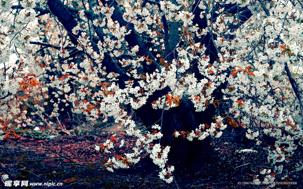 白色樱花