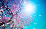 粉色樱花阳光图