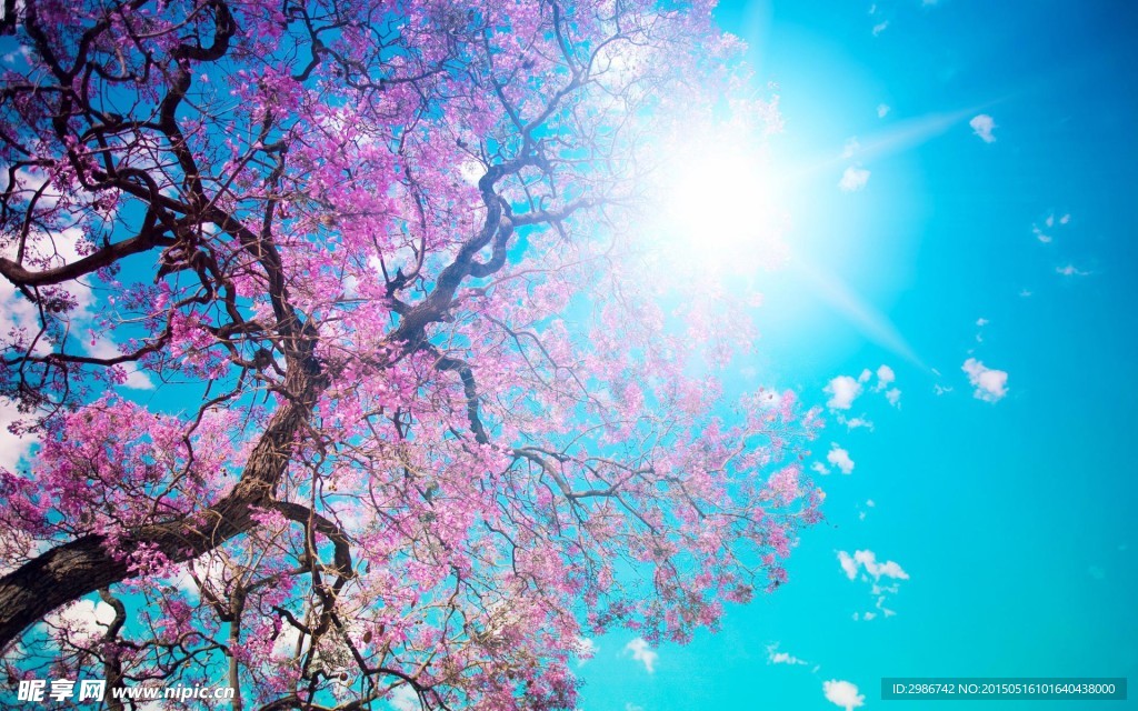 粉色樱花阳光图