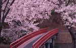 浪漫樱花