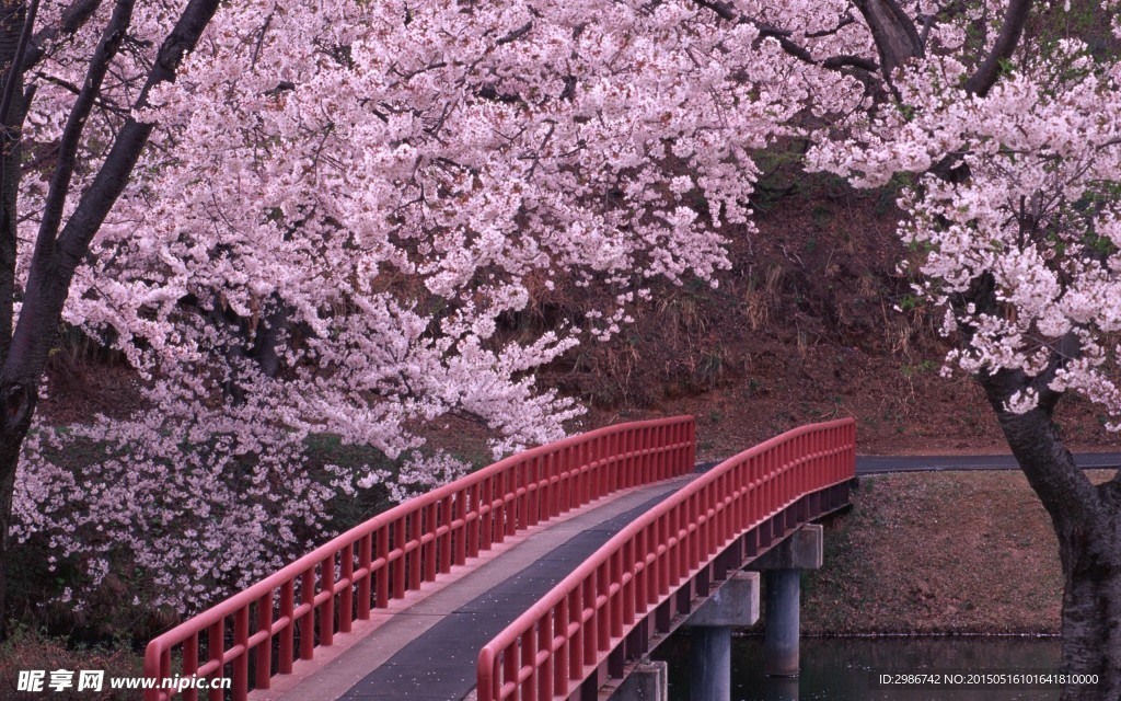 浪漫樱花