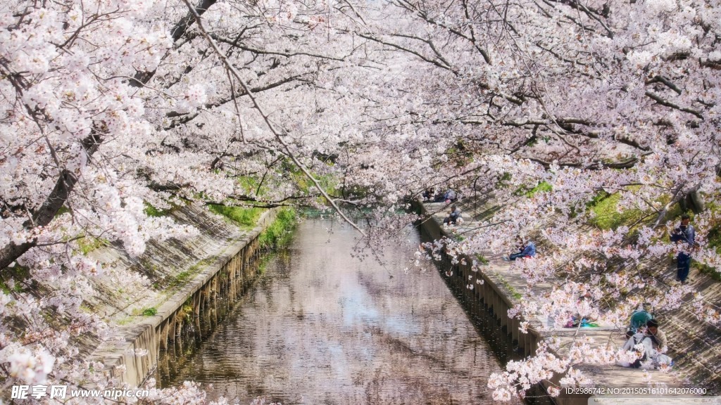 樱花
