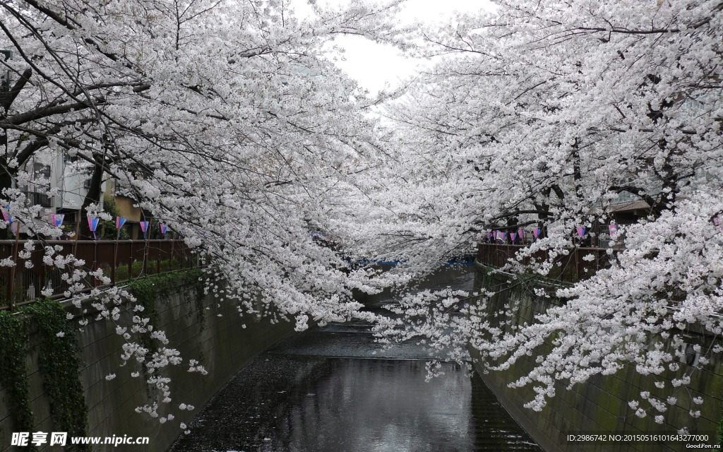 春花 樱花