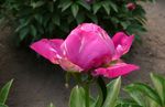 芍药花