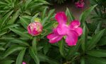 芍药花
