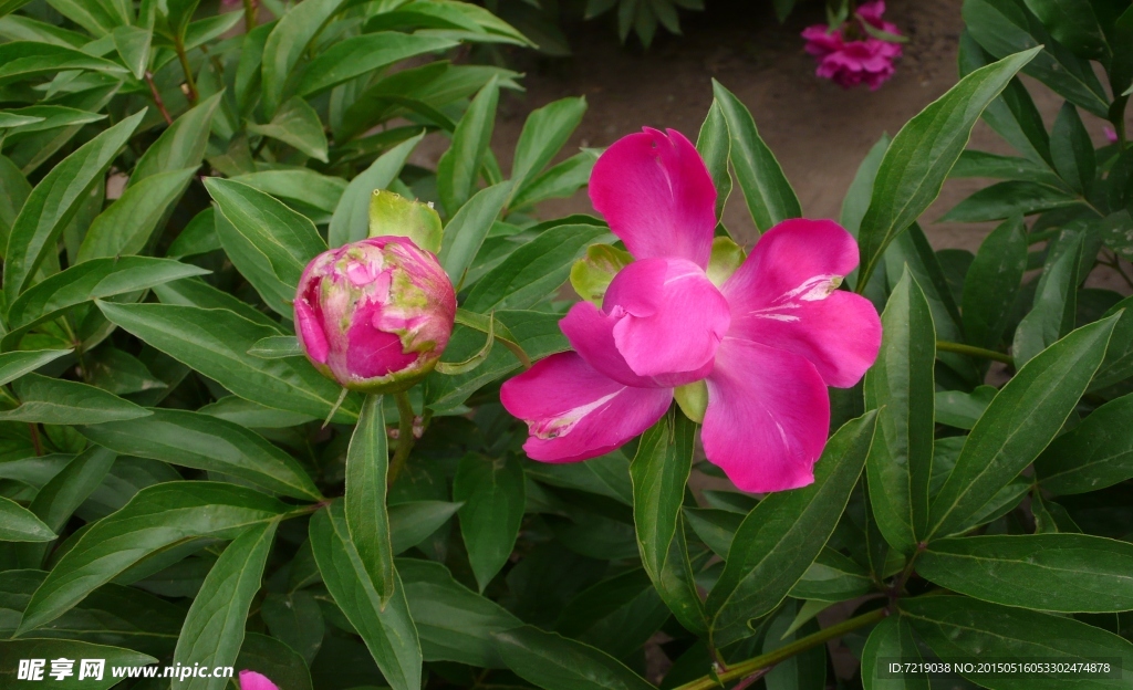 芍药花
