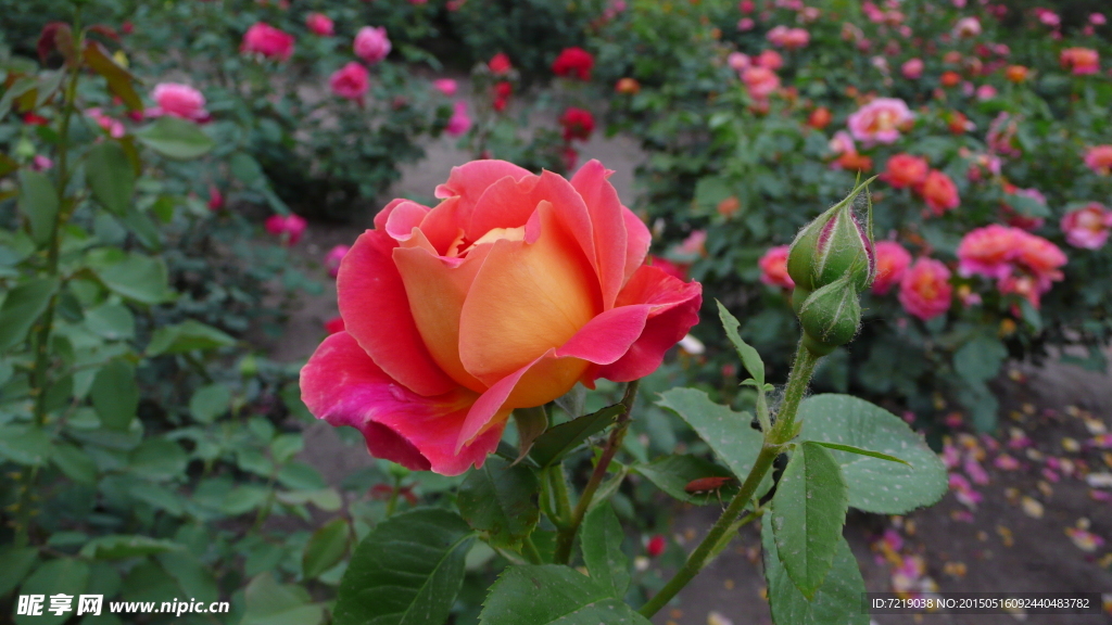 月季花