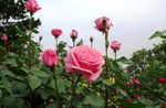 月季花