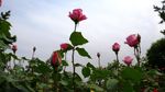 月季花