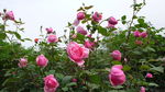 月季花