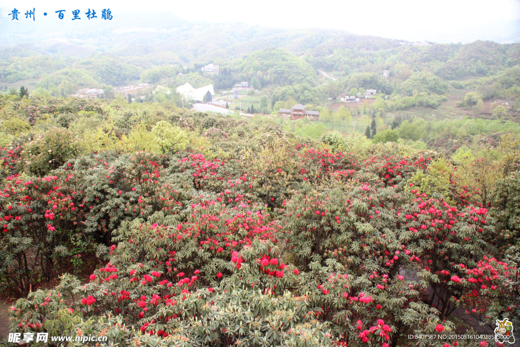 杜鹃花