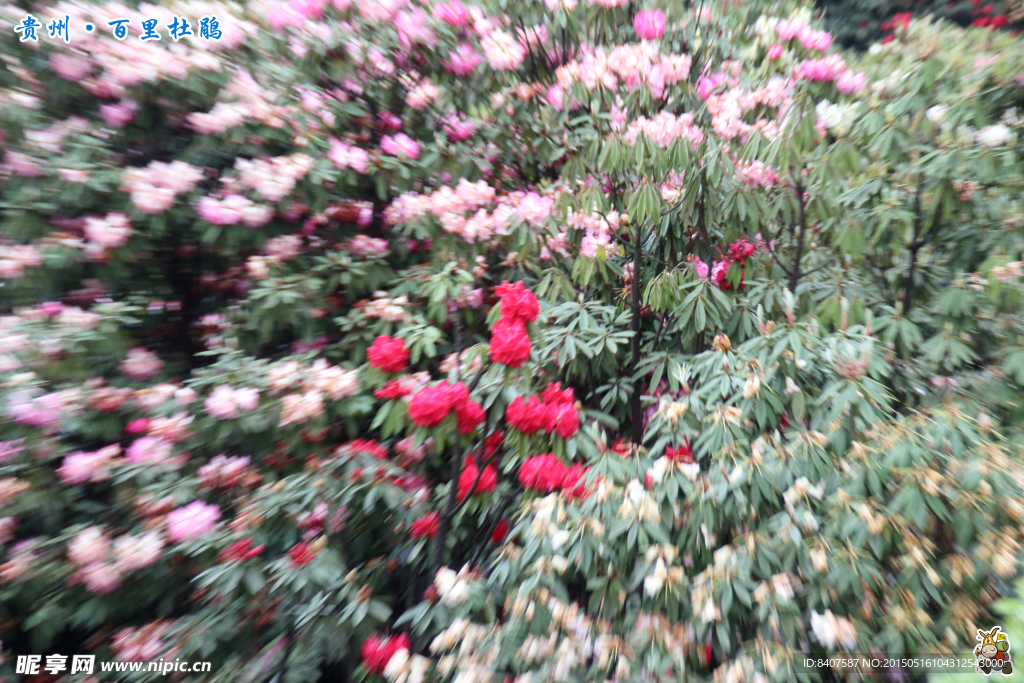 杜鹃花